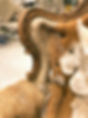 A66325A4-14E0-4BC8-8882-16DBE90B008C_1_105_c_edited.jpg