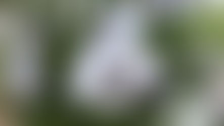 Cómo cuidar tus plantas de interior