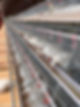 Poultry_1.jpg