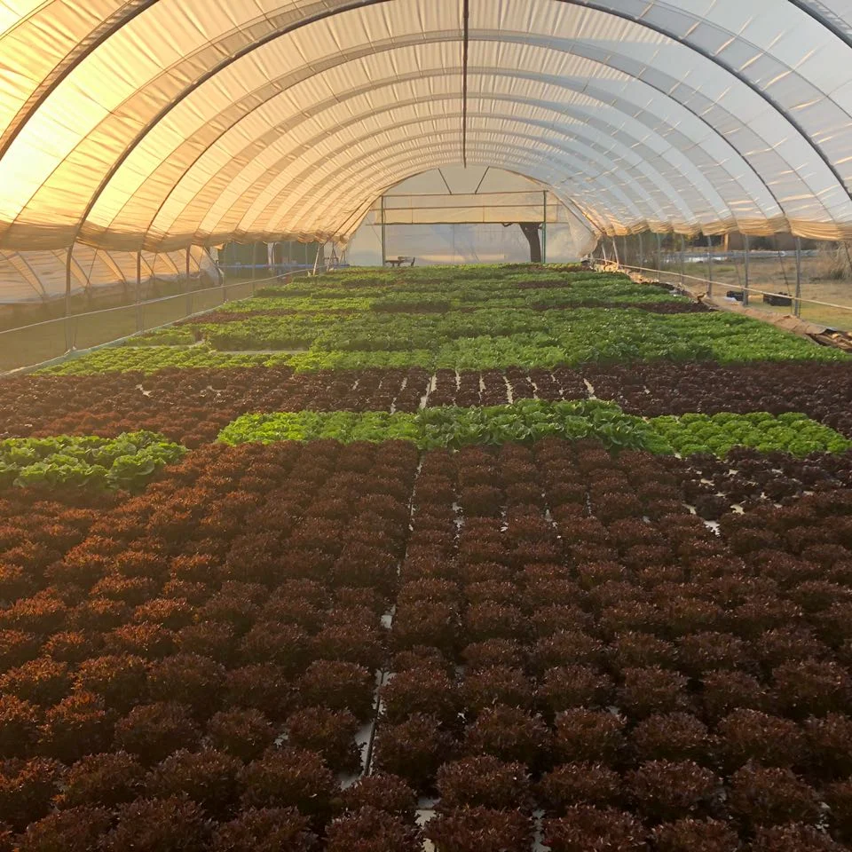 Aquaponic Farm In South Africa Aquaponic