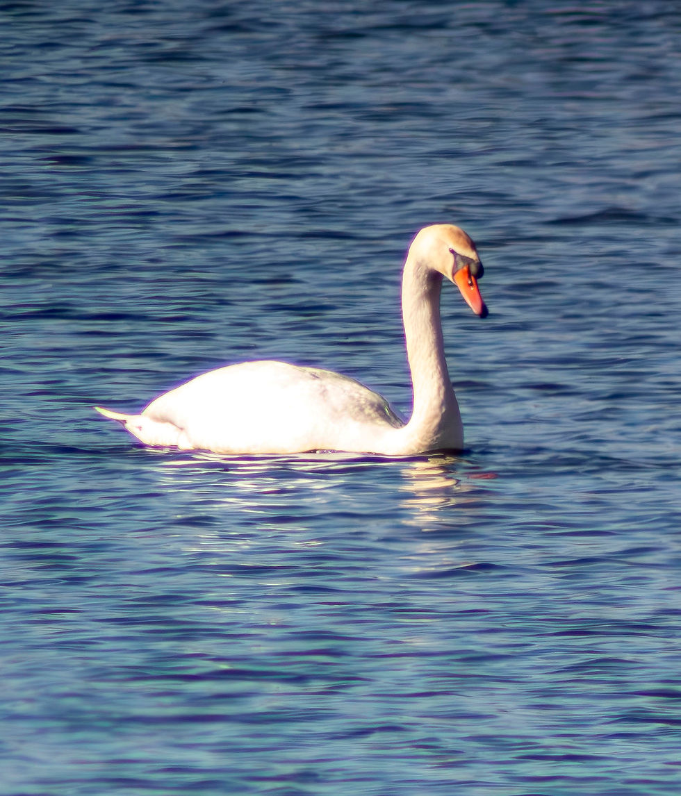 Hudson Valley Mute Swans