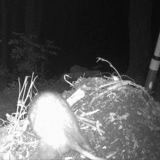 An Opposum is on the compost