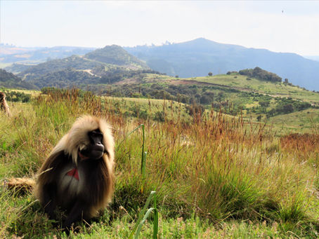 The monkey with the "bleeding heart"