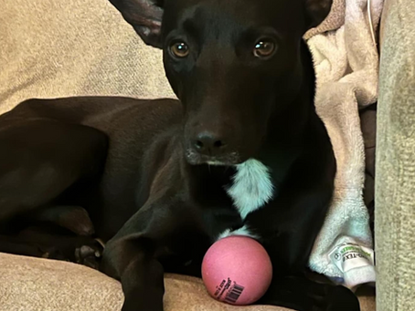 Success Story: How We Took JJ from the Streets to a Loving Foster Home—And Now a Forever Home