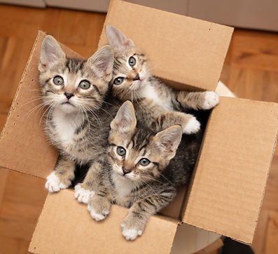 animal shelter
