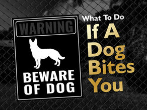 What to do after a dog bite