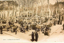 boeufs-marché-aux-boeufs.jpeg