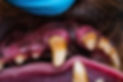 Picture of a dog with gum disease.