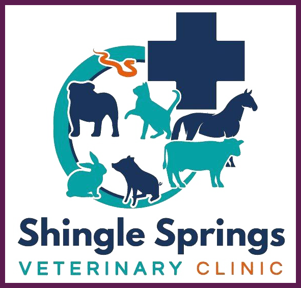 Services shingle springs vet