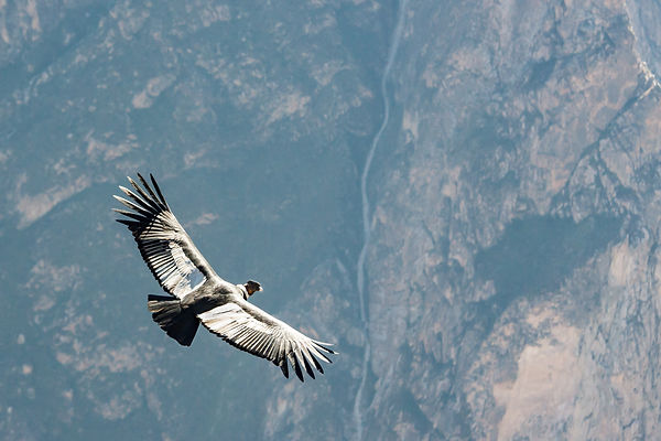condor-4410243.jpg