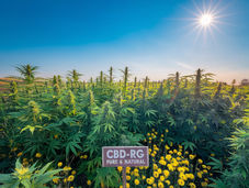 מדריך קצר לרכישת שמן CBD איכותי אונליין