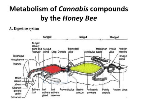 Metabolism of Cannabis compounds by the Honey Bee