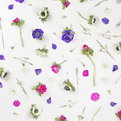 Violet Flowers