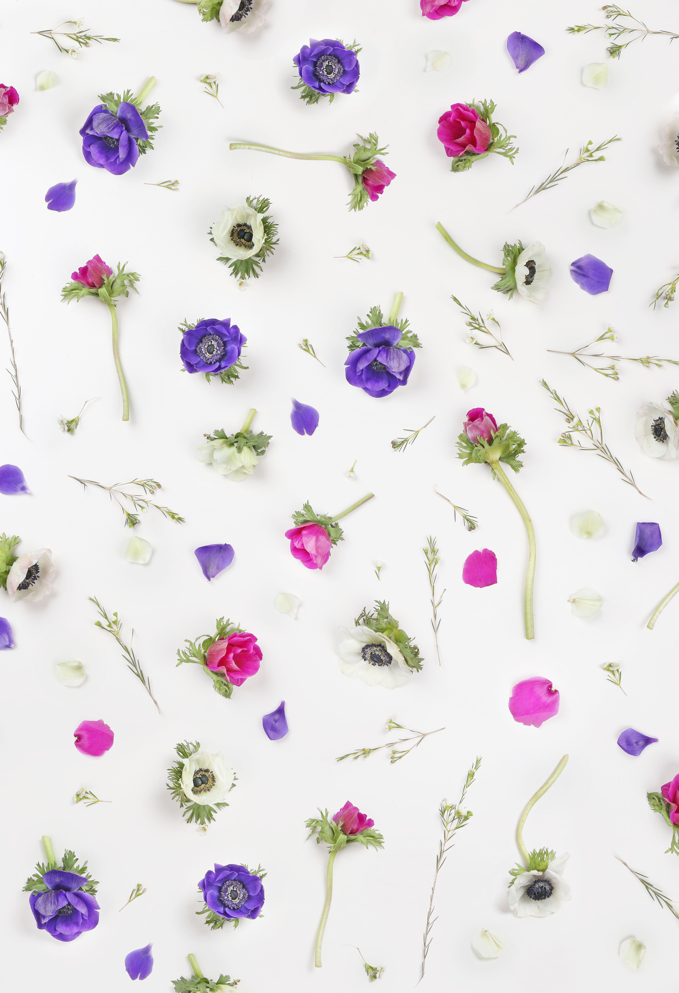 Violet Flowers