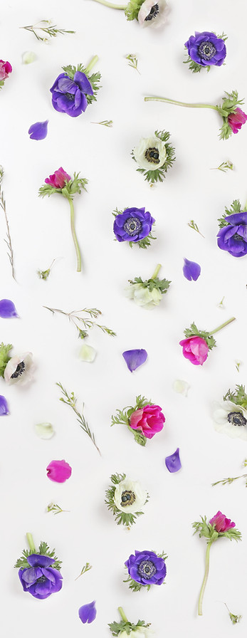 Violet Flowers