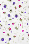 Violet Flowers
