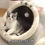 Miniatura: Cozy Cat Bed Tent: The Perfect Indoor Pet House For Your Feline Friend!