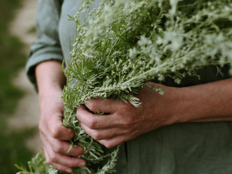 Pessoa segurando ramo de Artemísia fresca, planta sagrada usada em rituais, proteção espiritual e sonhos lúcidos