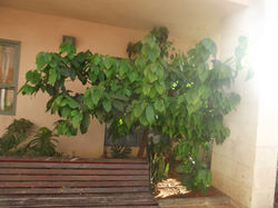 גינת "בית פרי"