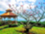jamaica-lovers-leap-tree_edited.jpg