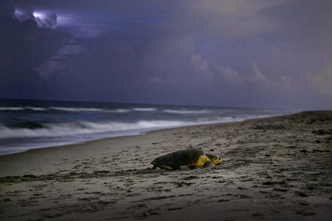 Turtle Walk.jpeg