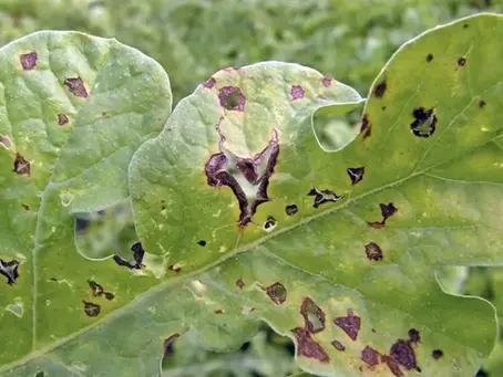 Spring Leaf Diseases in Northern VA- What Every Property Owner Should Know