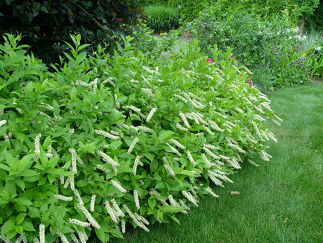 The Best Shrubs to Plant in Northern Virginia This Fall