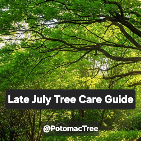 Late July Tree Care Guide: What Your Trees Need Before August Hits