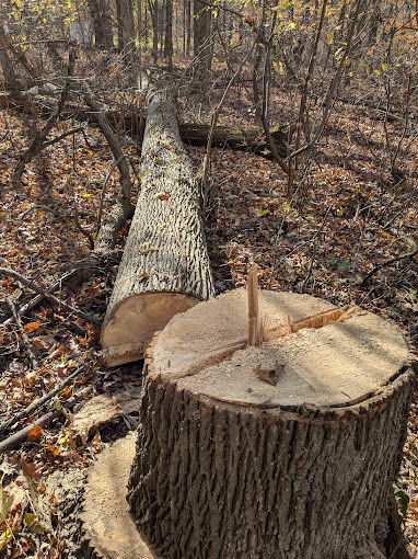 Winter Tree Risks in Northern Virginia: When DIY Tree Care Stops and Professional Help Is Critical