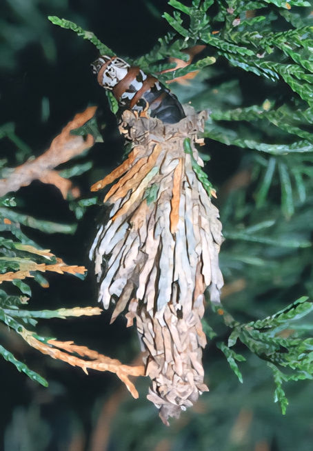 Bagworms: What They Are, How to Treat, and Why Acting Fast Matters