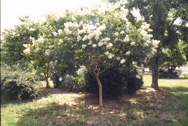 What Trees Can Be Safely Pruned in Summer? Your July Guide for Northern Virginia