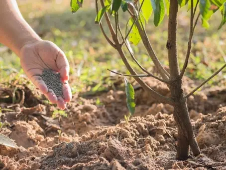 Why Early Spring Fertilization Matters