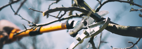 Winter Tree Maintenance in Northern Virginia: Certified Arborist Tips to Prevent Storm Damage and Safety Hazards
