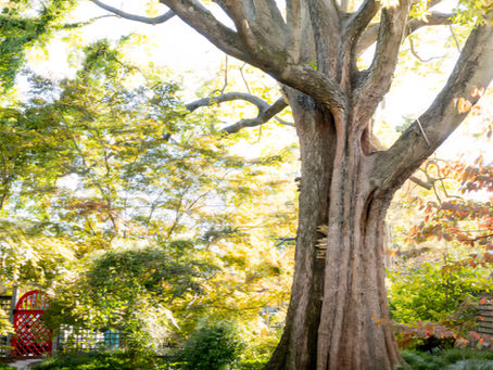August Tree Care Tips for Northern Virginia: What Your Landscape Needs Now