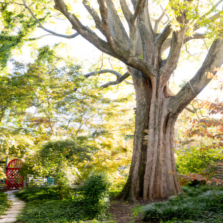August Tree Care Tips for Northern Virginia: What Your Landscape Needs Now