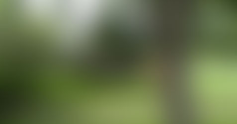 Fall Tree Risk Assessments & Pruning for HOAs & Commercial Properties | Certified Arborists in Northern Virginia