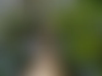 Tree Pruning Cost & What Affects It - Northern Virginia Edition