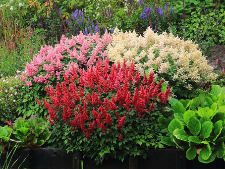 🌿 Late Spring Fertilization: Fueling Healthy Tree & Shrub Growth in Northern Virginia