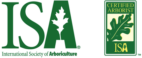 Why Your Community Needs a Certified Arborist, Not Just a Tree Cutter