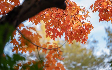 How to Keep Your Northern Virginia Trees Healthy With Professional Tree Health Testing