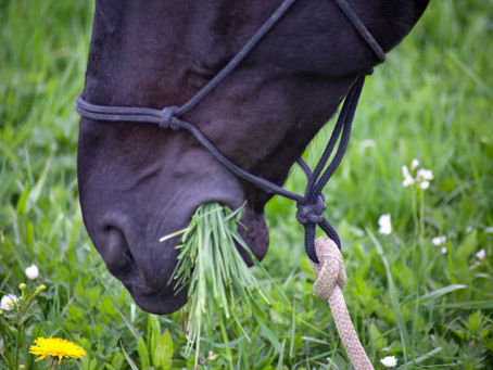 Equine Metabolic Syndrome