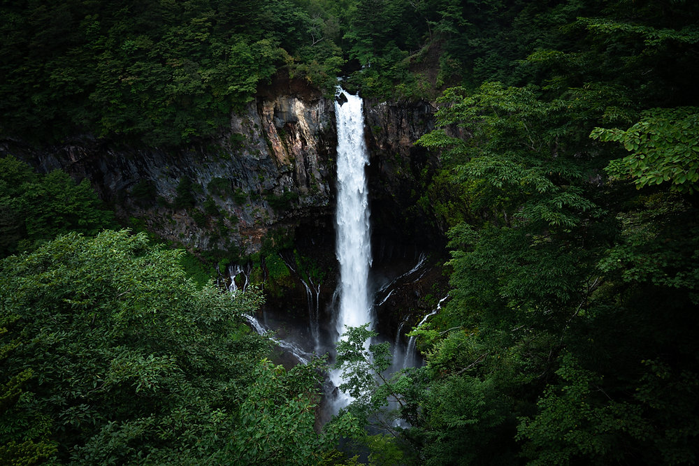 A Look Into Japanese Forest Bathing