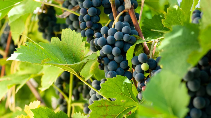 sapaveri-grape-vine