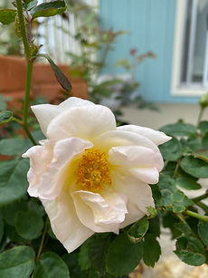IMG_0541.jpeg