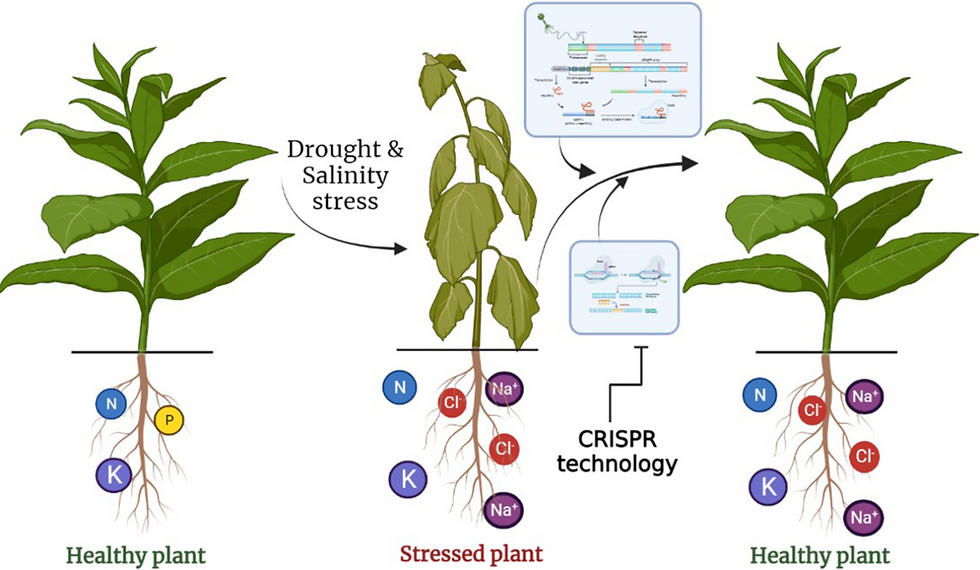 A picture of the cause and effect of CRISPR technology that allows for drought resistance in plants(An article from Science Direct)