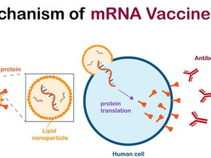 The Role of mRNA Vaccines and Their Development