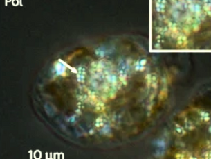 Harnessing Microalgae for Biomolecule and Material Production