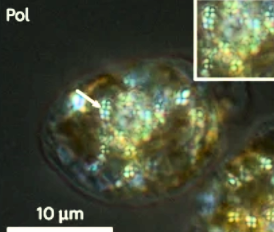 An image of an Amphidinium carterae producing guanine(Harnessing microalgae for the biosynthesis of molecular crystals by Wagner et al)
