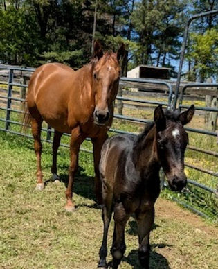 Equestrian Consultation Services