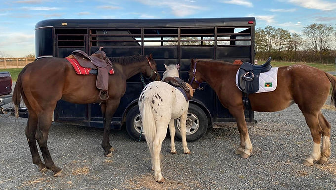 Horse Transportation